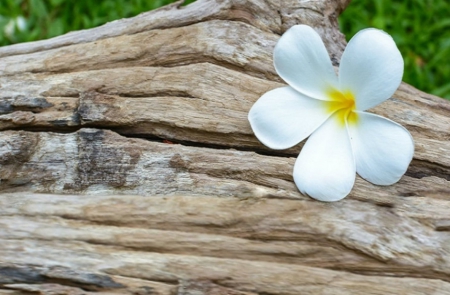 One and only - to my dear friend Adi - to you, yellow, with love, plumeria