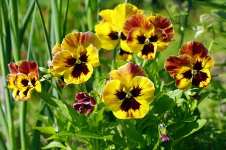 Growing Pansies - nature, purple, yellow, yellow  flowers, flowers, pansies