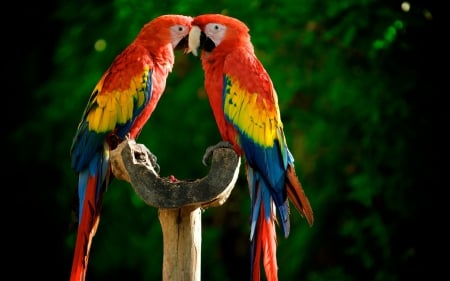 In Love - colorful, birds, cute, love, animals