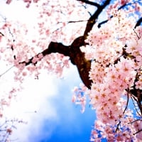 SPRING SAKURA CHERRY BLOSSOMS