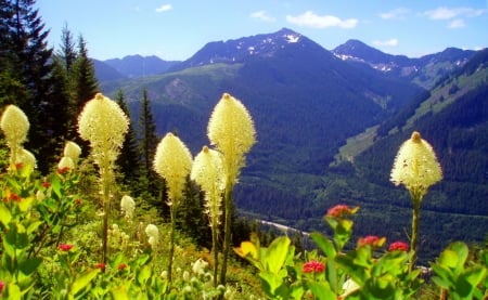 Beargrass on Granite Mountain trail