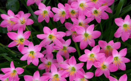 Flowers - flower, pink, spring, skin, green