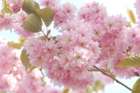 Spring Blossoms