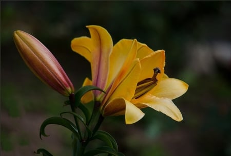 Yellow Lile - beautiful, garden, flower, yellow