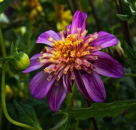 Flower - one, garden, flower, purple