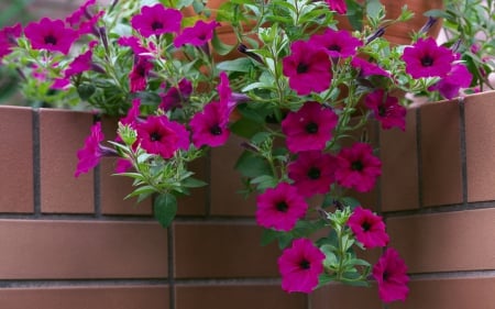 Flowers - flowers, beautiful, garden, wall