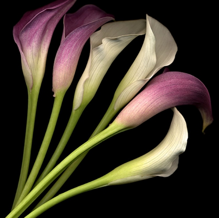 Purple and white - flowers, white, purple, still life