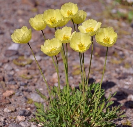 Wild Flowers - nature, flowers, yellow, wild