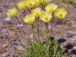 Wild Flowers