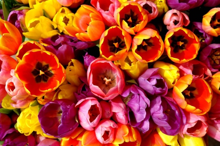 FLOWERS GALORE - bright, vivid, color, beautiful