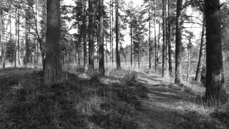 Forest - forest, gras, spring, sun