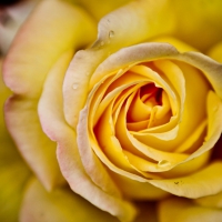 Yellow Rose