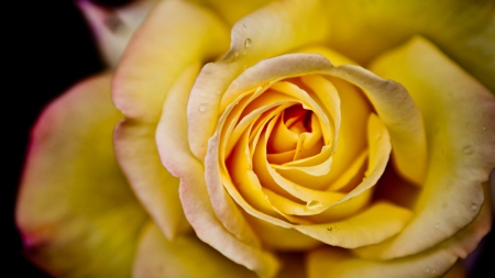 Yellow Rose - nature, yellow, pretty, roses, flowers