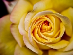 Yellow Rose