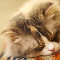 Kitty