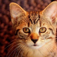 Kitty