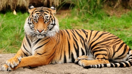 Tiger - cats, animals, nature, tiger