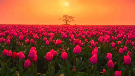 Golden Sky Over Pink Tulip Field - tulips, lovely, spring, yellow, pink, green, tree, flowers, sunrise