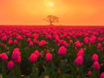 Golden Sky Over Pink Tulip Field