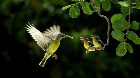 BABIES ARE WAITING - branch, mother, tree, babies, bird