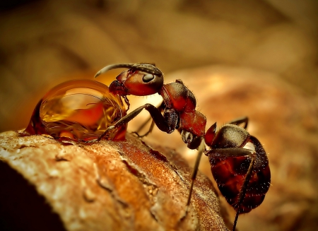 Ant - drop water - insect, ant, water, drop