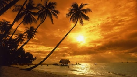 hawaiian sunset - sunset, beach, hawaii, tree, palm