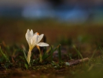 White Crocus