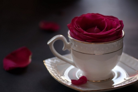 Roses - roses, cup, red, soft