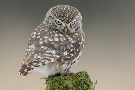 Angry Owl - owl, angry, cute, little