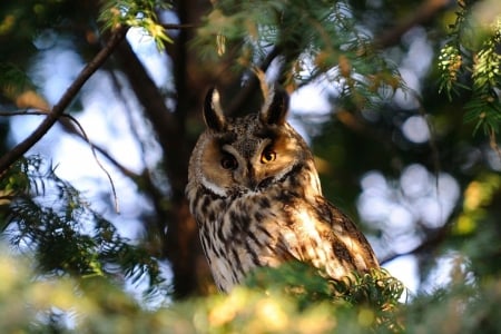 Owl on tree - branches, tree, owl, on