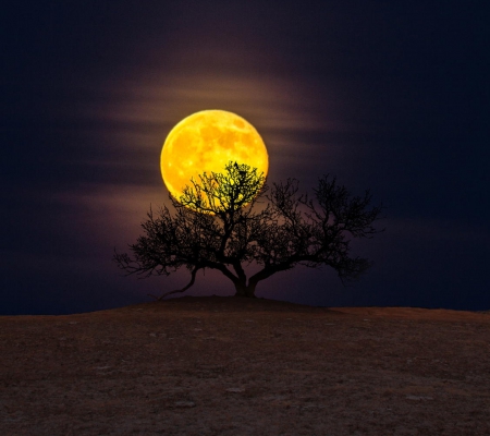 Romantic Landscape - moon, landscape, tree, romantic