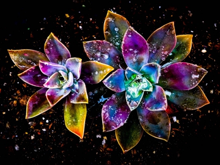 Colorful Blossom - flowers, wayer drops, abstract, colorful