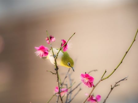 Peach Blossom - bird, flowers, pink, blossom