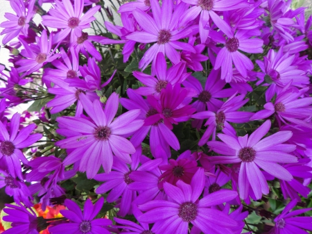 Purple Flowers - daisies, flowers, nature, purple