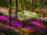 Azalea Flowers And Sunlight Fairytale Forest