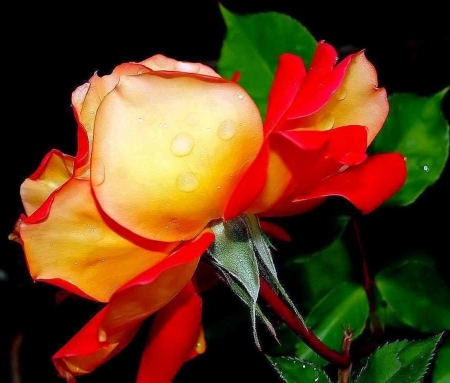 Rose - drops, bud, rose, background, flower, petals