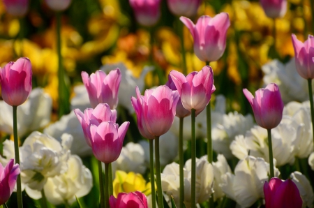 Garden tulips - freshness, pretty, beautiful, tulips, flowers, lovely, garden, spring