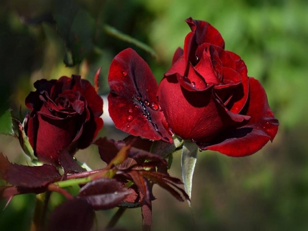 Red rose - red, drops, bud, rose, background, flower, petals