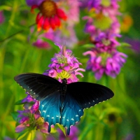 BUTTERFLY BLUE