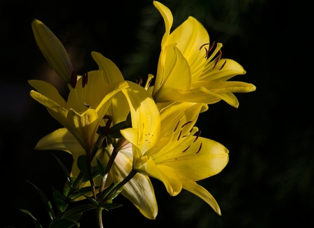 Happy Spring - spring, flower, yellow, still life