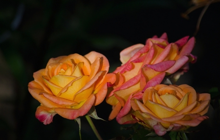 Roses - flowers, roses, amazing, colors