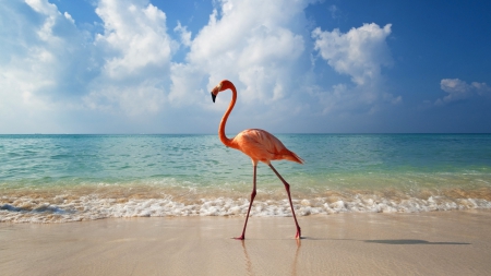 flamingo - sand, bird, flamingo, beach, ocean