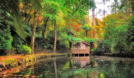 Forest Cottage - trees, lagoon, water, beautiful, trial, forest, reflection, cottage