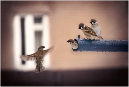 :) - cute, birds, enjoying, photography