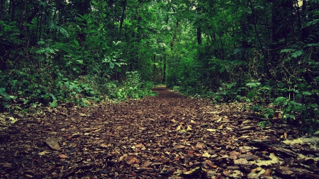 forest path - nature, fun, trees, forest, cool