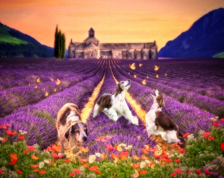 Fields in Spring - fields, photomanipulation, animals, spring, creative pre-made, nature, love four seasons, dogs, flowers, butterfly designs, poppies, lavender, butterflies