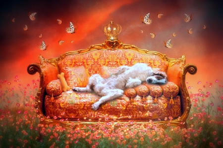 Humourous - photomanipulation, sofa, animals, humourous, lovely, spring, digital art, dogs, colors, butterfly designs, flowers, cute, cosmos, butterflies