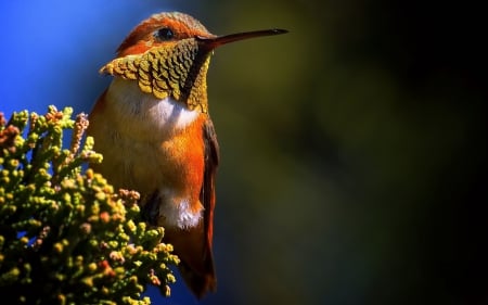 Bird - Hummingbird - sky, flowers, bird, hummingbird