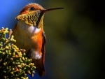 Bird - Hummingbird