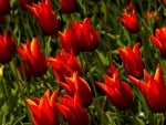 Flowers - red tulips